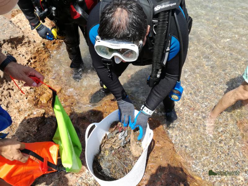 plumbium_hippocampus_elclickverde_1_pq.j