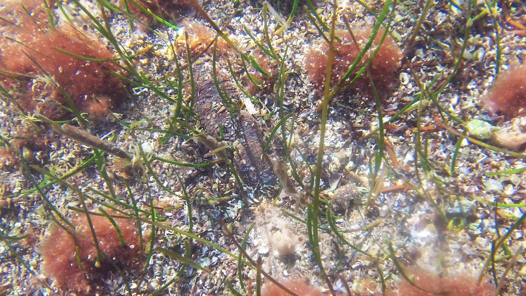 holothuria_polii_isla_del_ciervo_natural