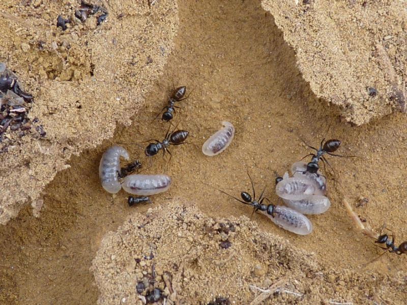 cataglyphis_gadeai._la_higuerica._aguila