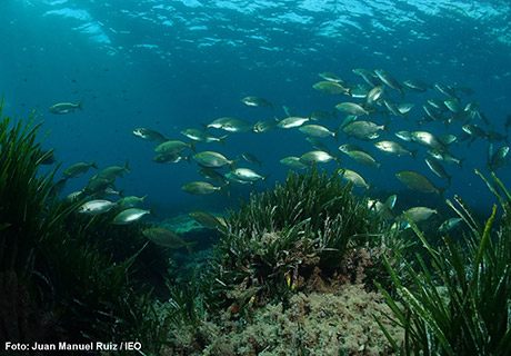 ieo_praderas_posidonia_calor_naturaleza_