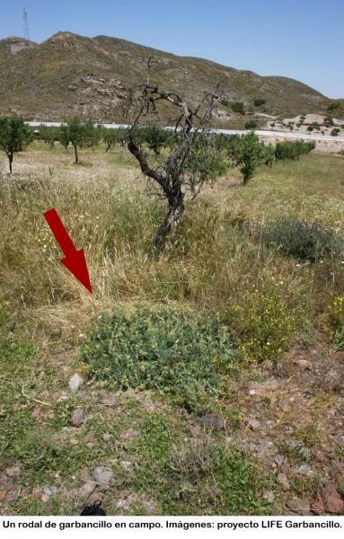 garbancillo_adulto_en_su_habitat_flecha_