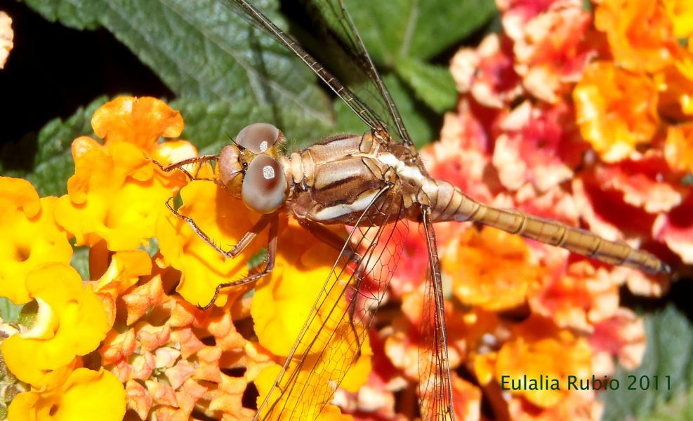 libelula_super_chula.jpg
