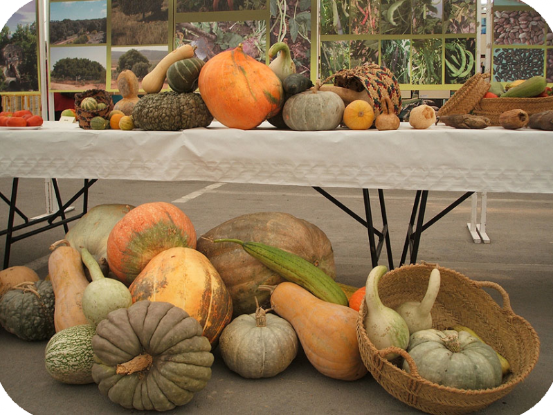 variedad-de-calabazas-red-p.png