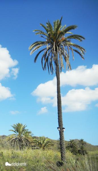 palmera_articulo_ecv_pq.jpg