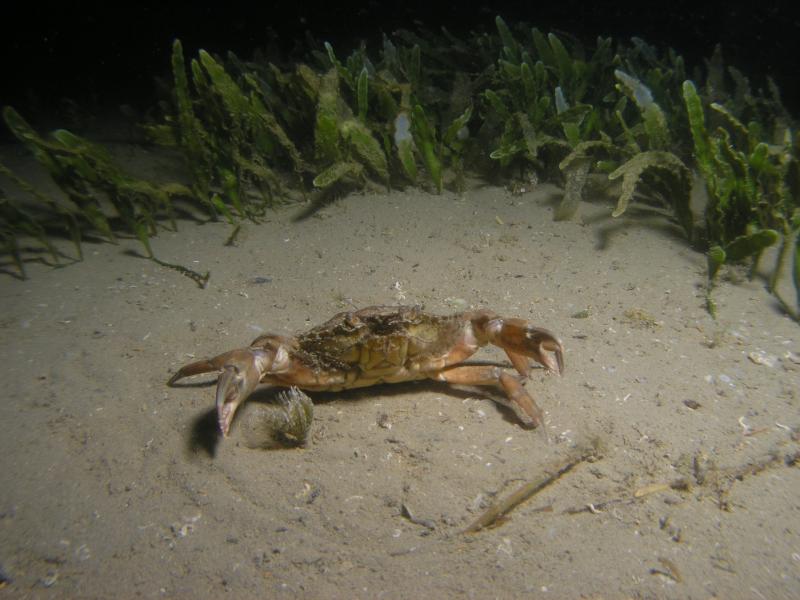 cangrejo_caulerpa_ieo.jpg