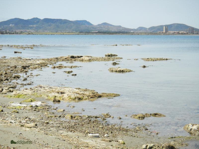 mar_menor_orilla_sucia_ecv_pq.jpg