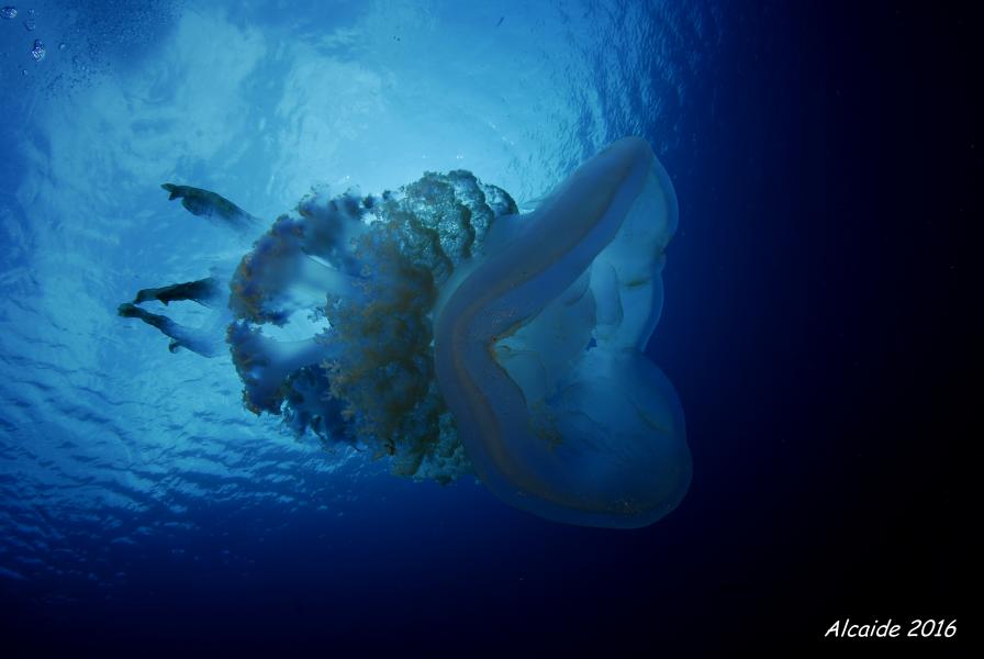 rhizostoma_luteum_medusa_alcaide_3.jpg