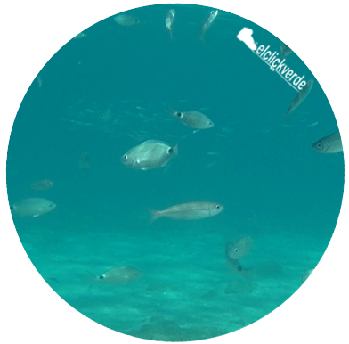 peces-fondo-isla-grosa-04-red-ecv.gif