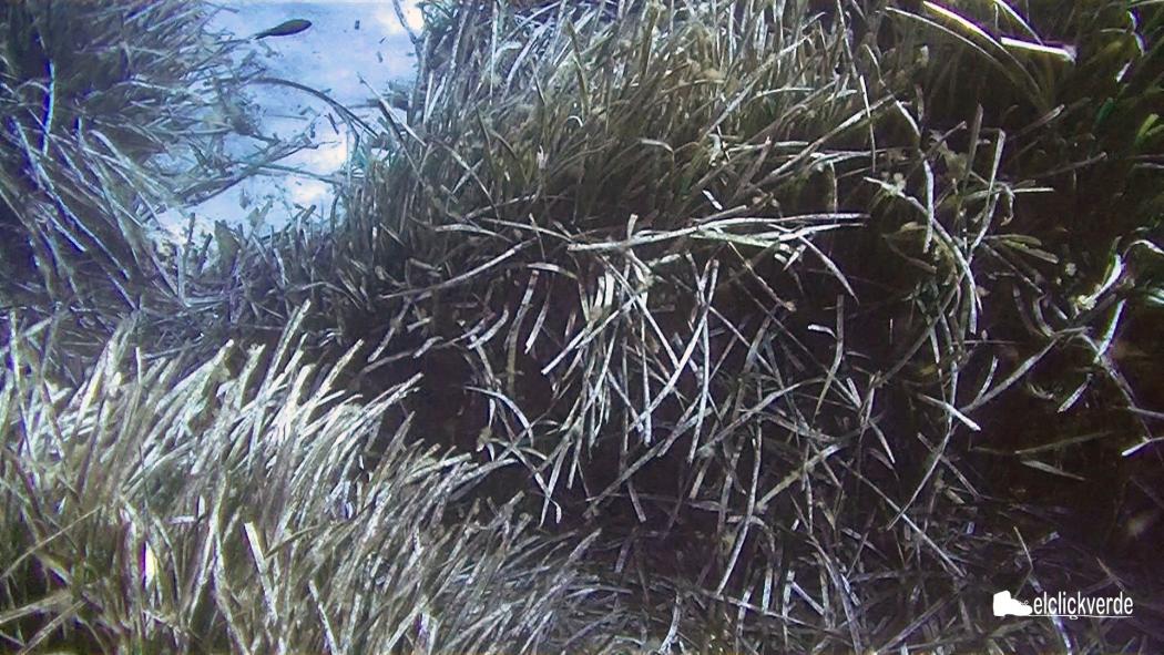 posidonia_naturaleza_murcia_actividad_el