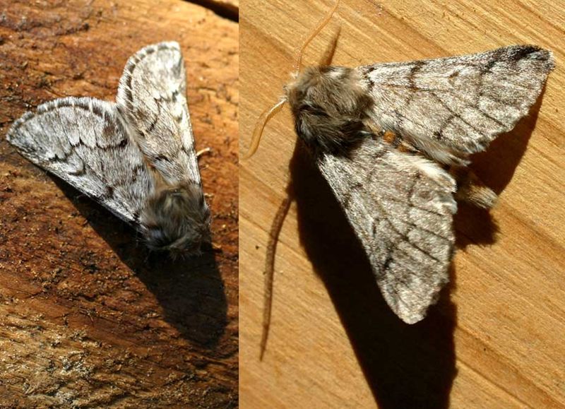4_800px-traumatocampa_pityocampa01.jpg