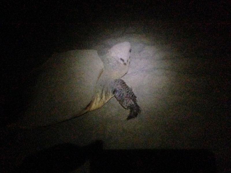 2017_07_31_javier_guil_espina_lamanga_re