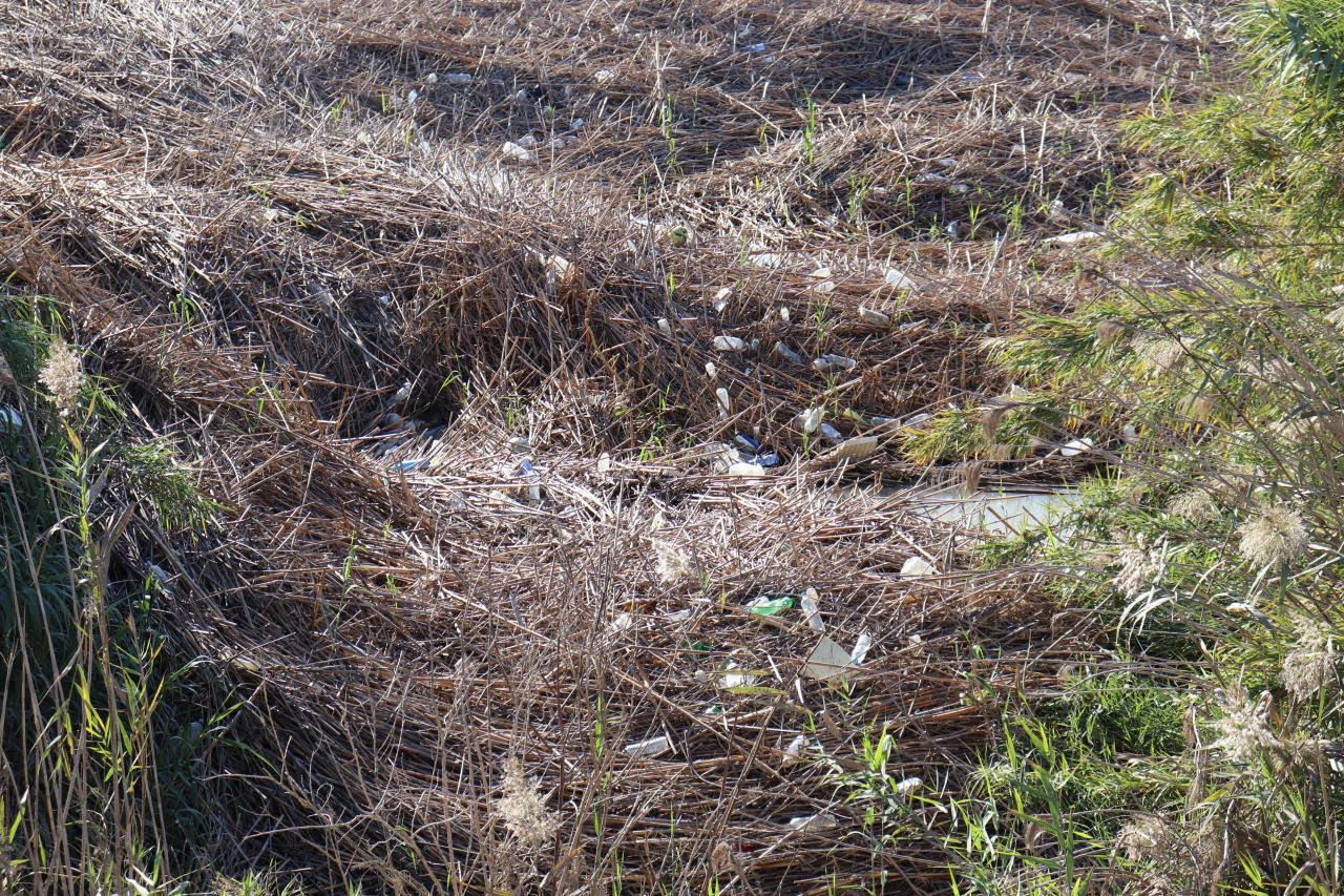Huermur denuncia que desde hace meses el cauce del río Segura junto al monumento del Azud de la Contraparada está plagado de incontables plásticos, basuras y envases. Imagen: Huermur
