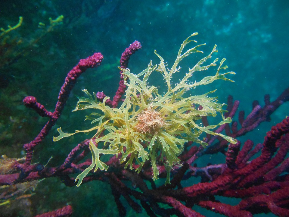 Corales del Mediterráneo. Foto: Pixabay