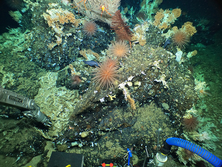 El brazo operador del HOV Alvin recoge muestras de una saliente rocosa en la cima de un pequeño monte submarino poblado por corales de agua fría, langostas, anémonas, estrellas de mar y peces de aguas profundas. Imagen cortesía de L. Robinson (U. Bristol), D. Fornari (WHOI), M. Taylor (U. Essex), D. Wanless (Boise State U.) NSF/NERC/HOV Alvin/WHOI MISO Facility, 2023 ©Woods Hole Oceanographic Institution