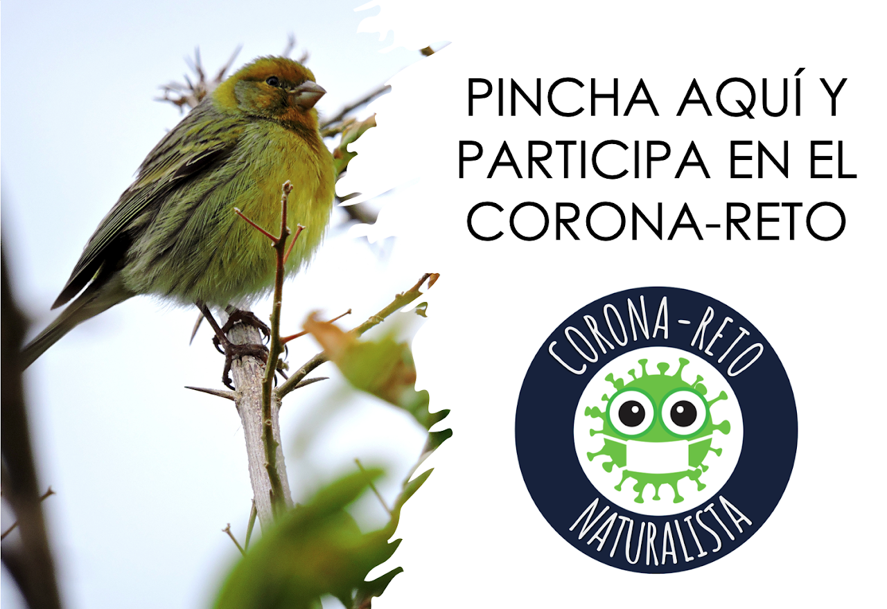 Corona-Reto naturalista: https://www.corona-reto.com/el-corona-reto