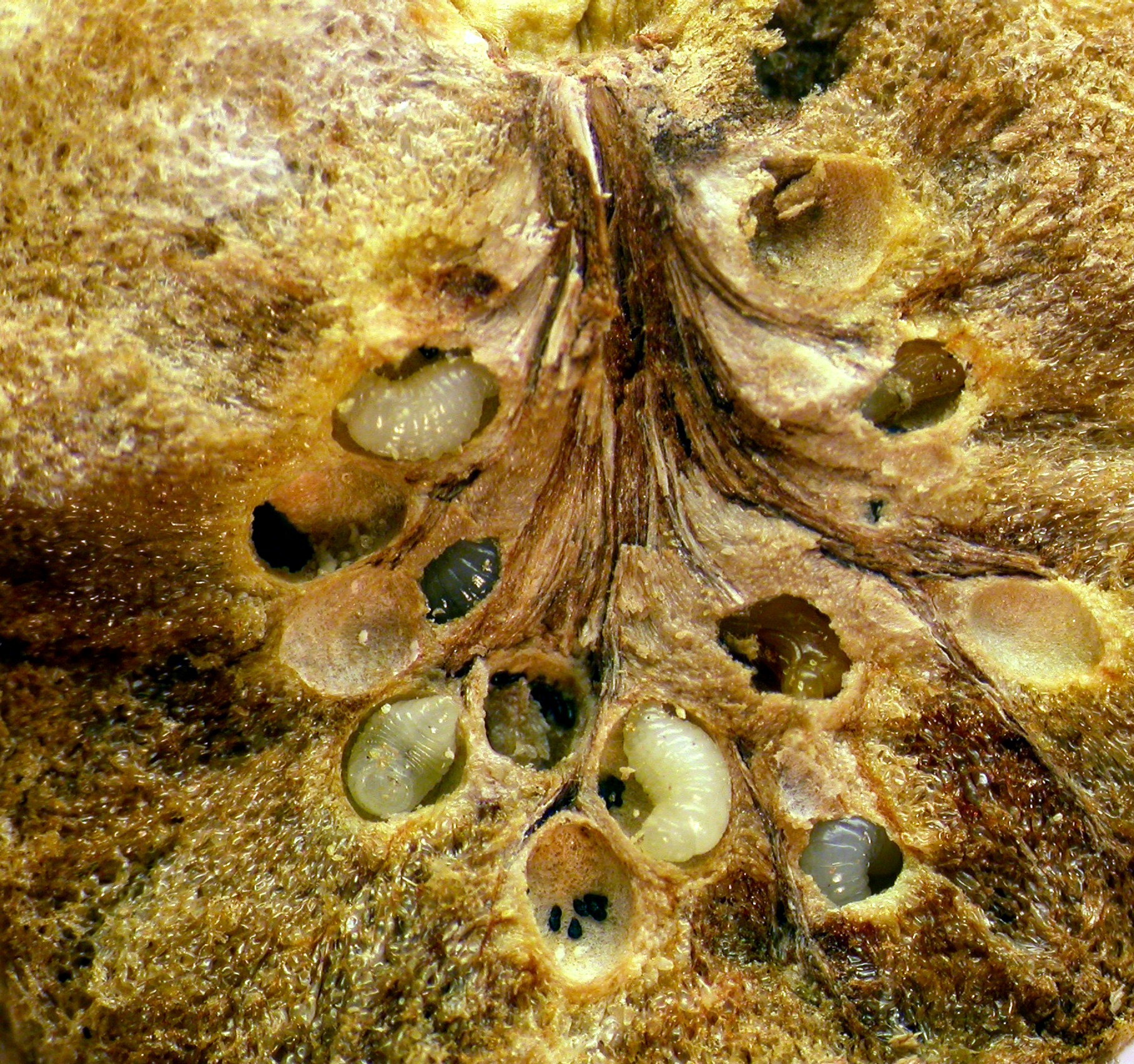 Sección de una agalla mostrando las larvas de 'B. pallida'. Imagen: MNCN-CSIC