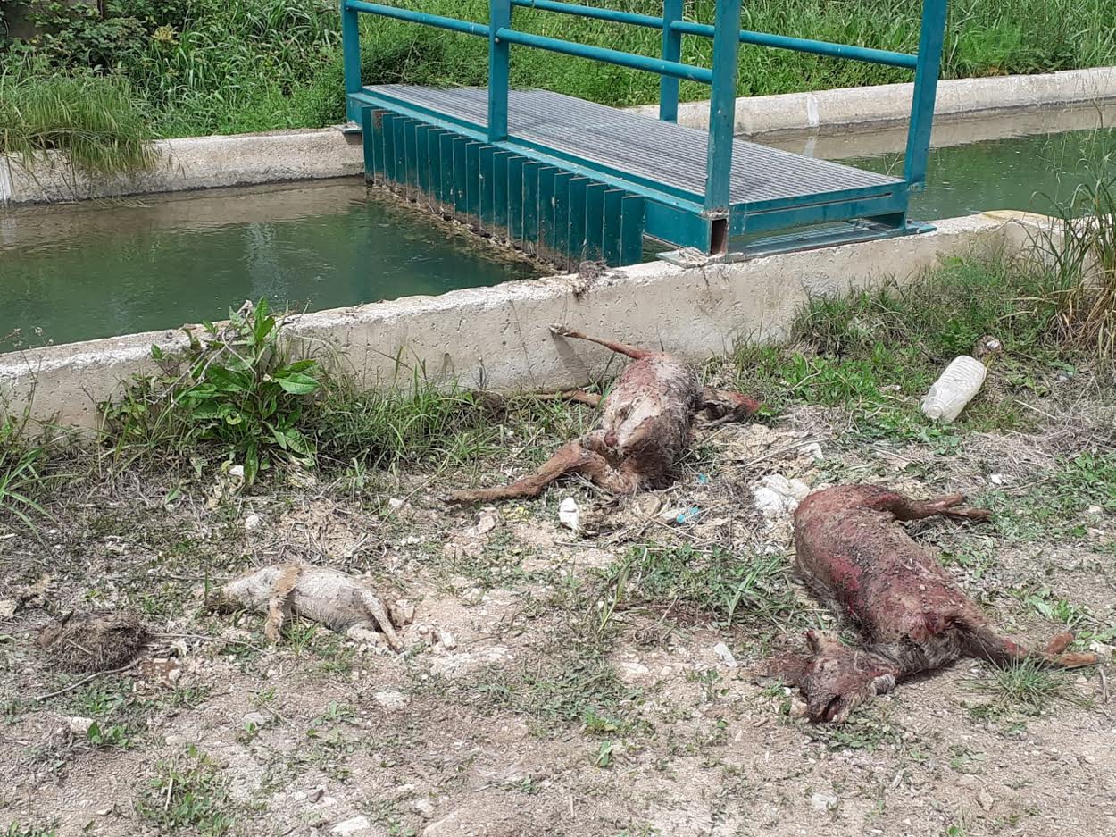 Cadáveres de erizo, jabalí y corzos extraídos del canal del Turia. Imagen: Adensva