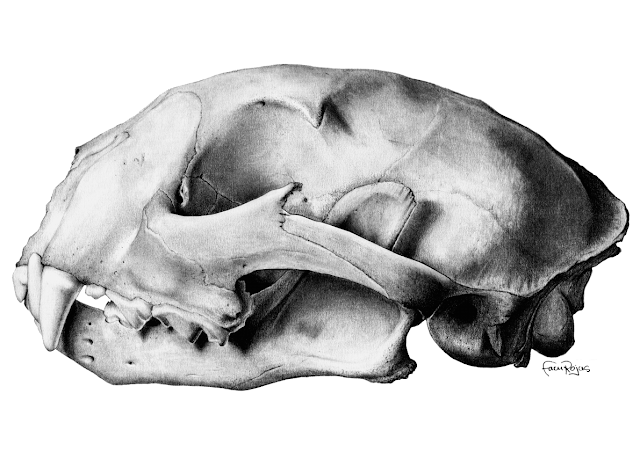Cráneo de puma, de Raúl Facundo Rojas Romero. Imagen: MNCN