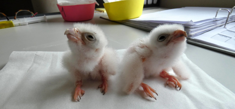 Los dos nuevos pollitos de halcón de borní criados por  Grefa. Imagen: Grefa