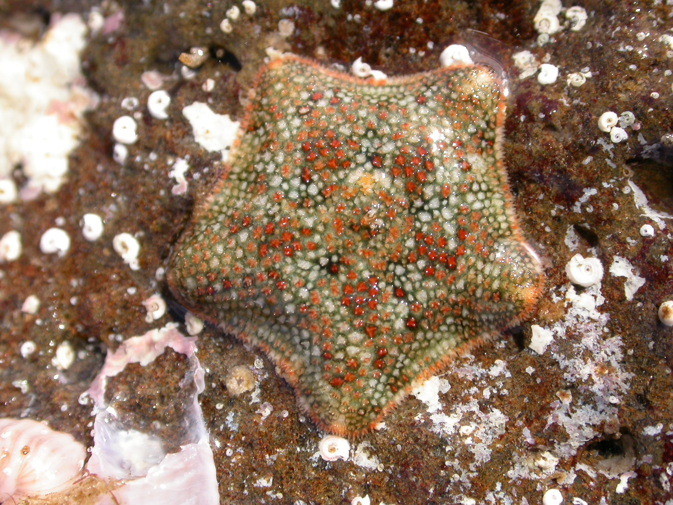 Ejemplar de una estrella de mar ‘Asterina martinbarriosi’. Imagen: CSIC