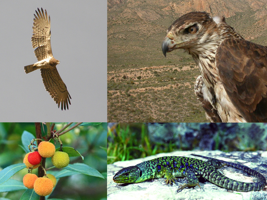 Aguila culebrera, aguila azorperdicera, madroño y lagarto ocelado, algunos valores de la zona protegida. Imagen: CARM (Catálogo de montes de utilidad pública)