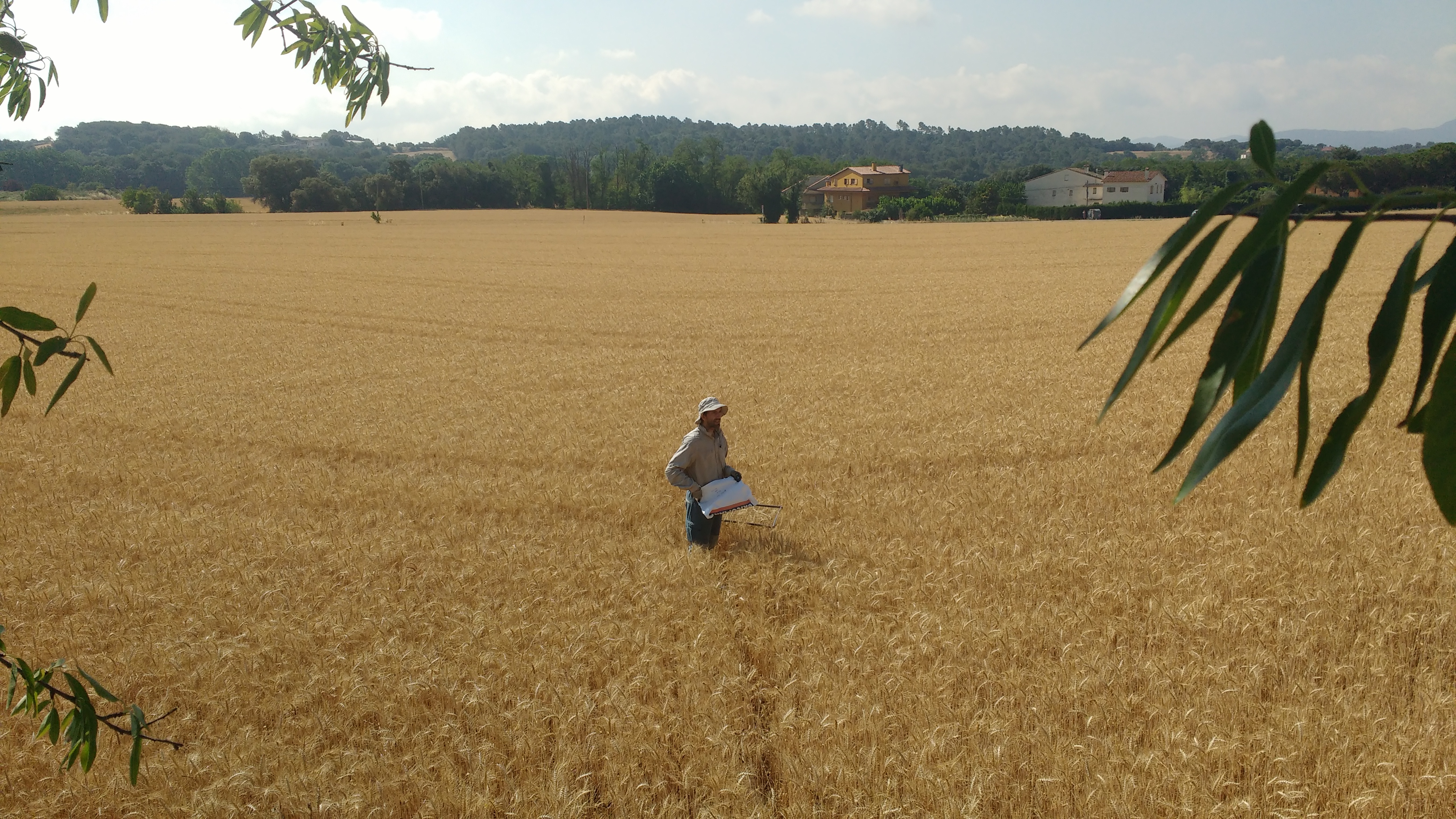 Campo de trigo en Franquesas del Vallés (Barcelona), uno de los analizados en el trabajo. Imagen: David Sánchez Pescador / CSIC