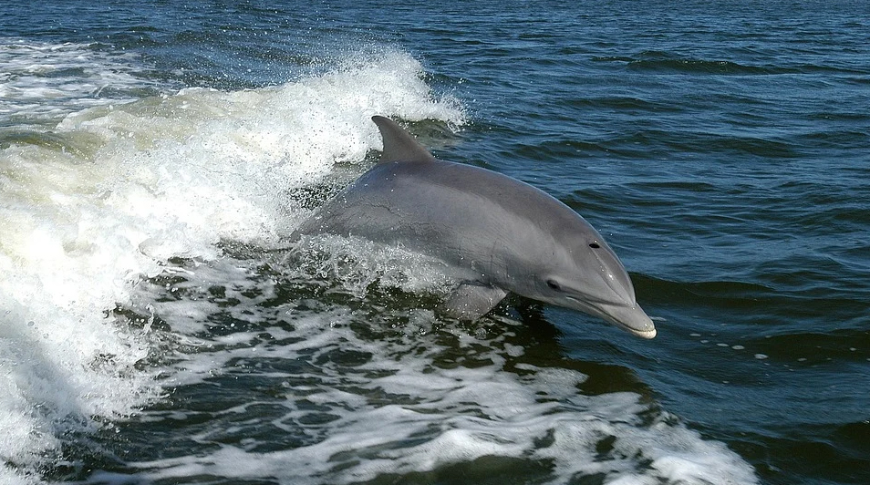 El delfín mular es una de las especies prioritarias en el estudio. Imagen: Pixabay