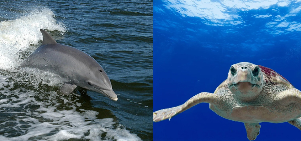Delfín mular y tortuga boba. Imagen: Pixabay
