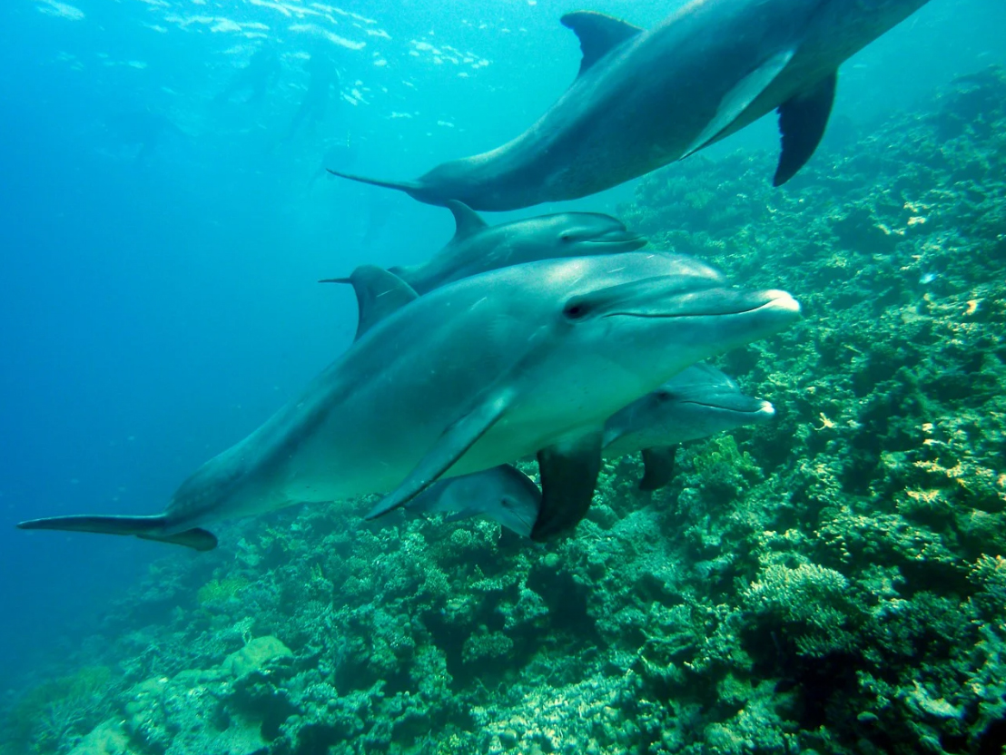 Solo en el Golfo de Vizcaya, han muerto durante el invierno 2018-2019 unos 11.300 delfines comunes como resultado de las actividades de pesca