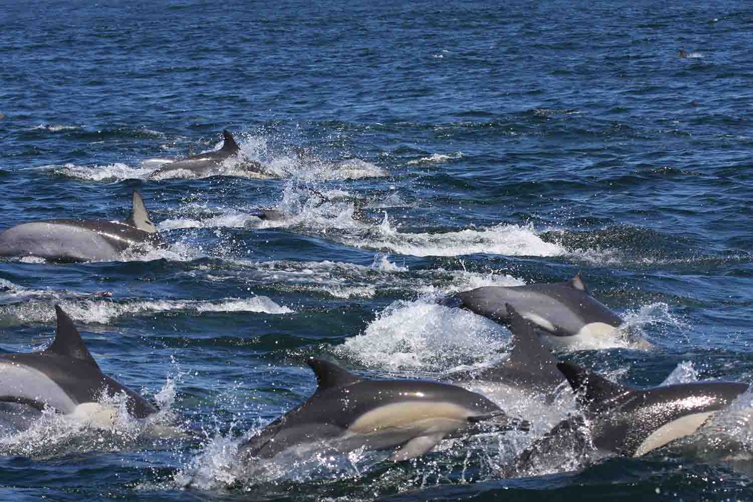Delfines comunes en el Océano Índico. Imagen: Stephanie Plön / CSIC