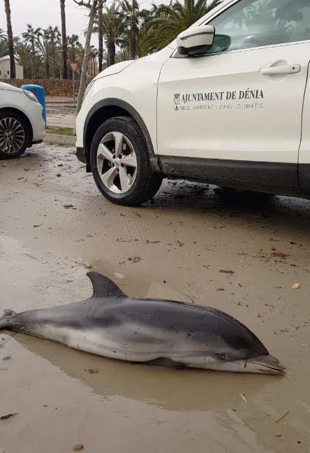 Cría de delfín listado hallada en Denia. Imagen: Fundación Oceanogràfic