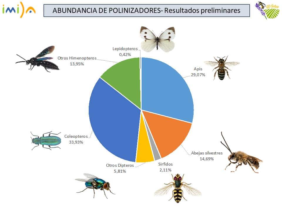 Resutlados preliminares sobre la abundancias de polinizadores. Imagen: Asociación Paisaje y Agricultura Sostenible