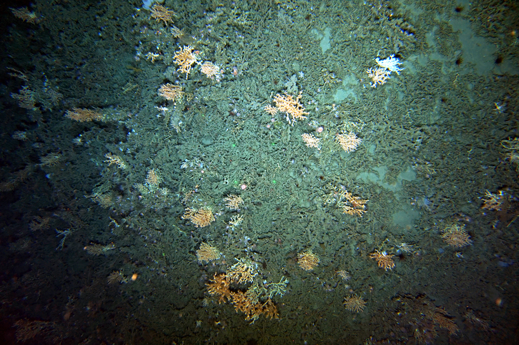 Otra zona de los fondos submarinos profundos recientemente fotografiados por el IEO