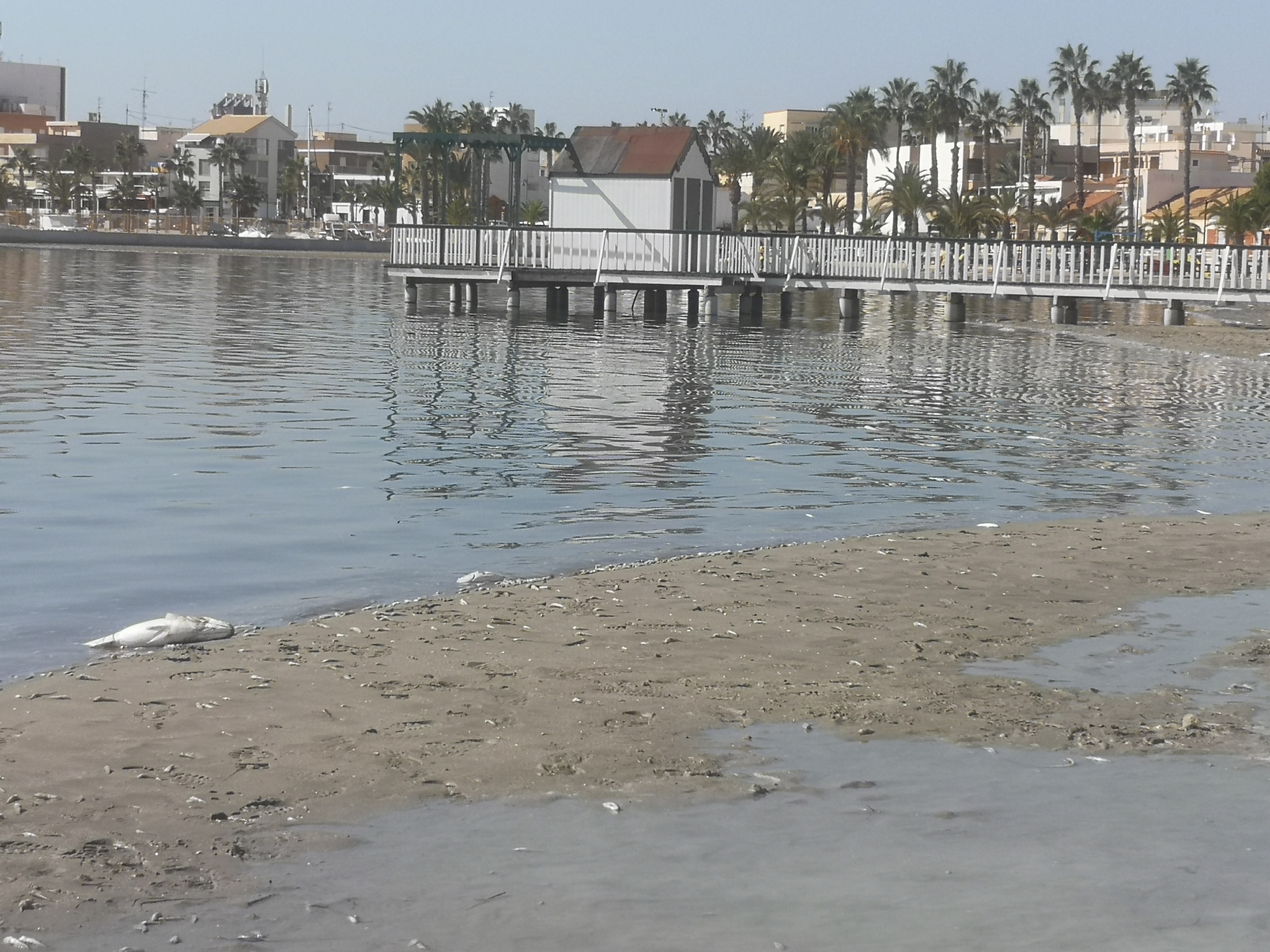 Peces muertos en la orilla del Mar Menor durante el reciente episodio de mortandad. Imagen: EEA