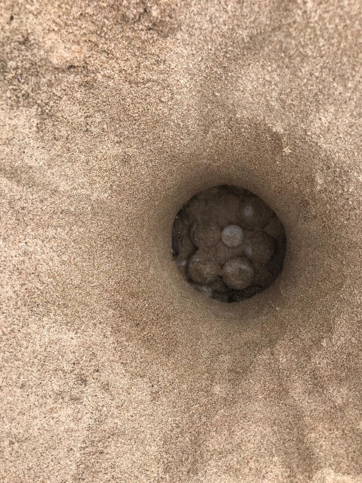 El nido hallado en la playa de Castelló. Imagen: Fundación Oceanogràfic