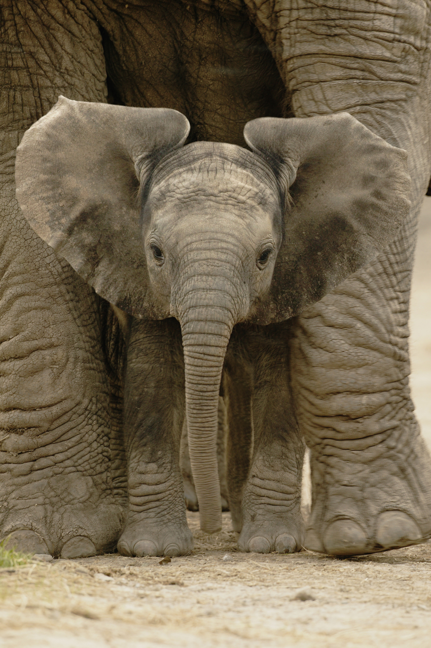 Cría de elefante, uno de los animales emblemáticos para WWF en la lucha contra el tráfico de especies. Imagen: Andy Rouse / WWF