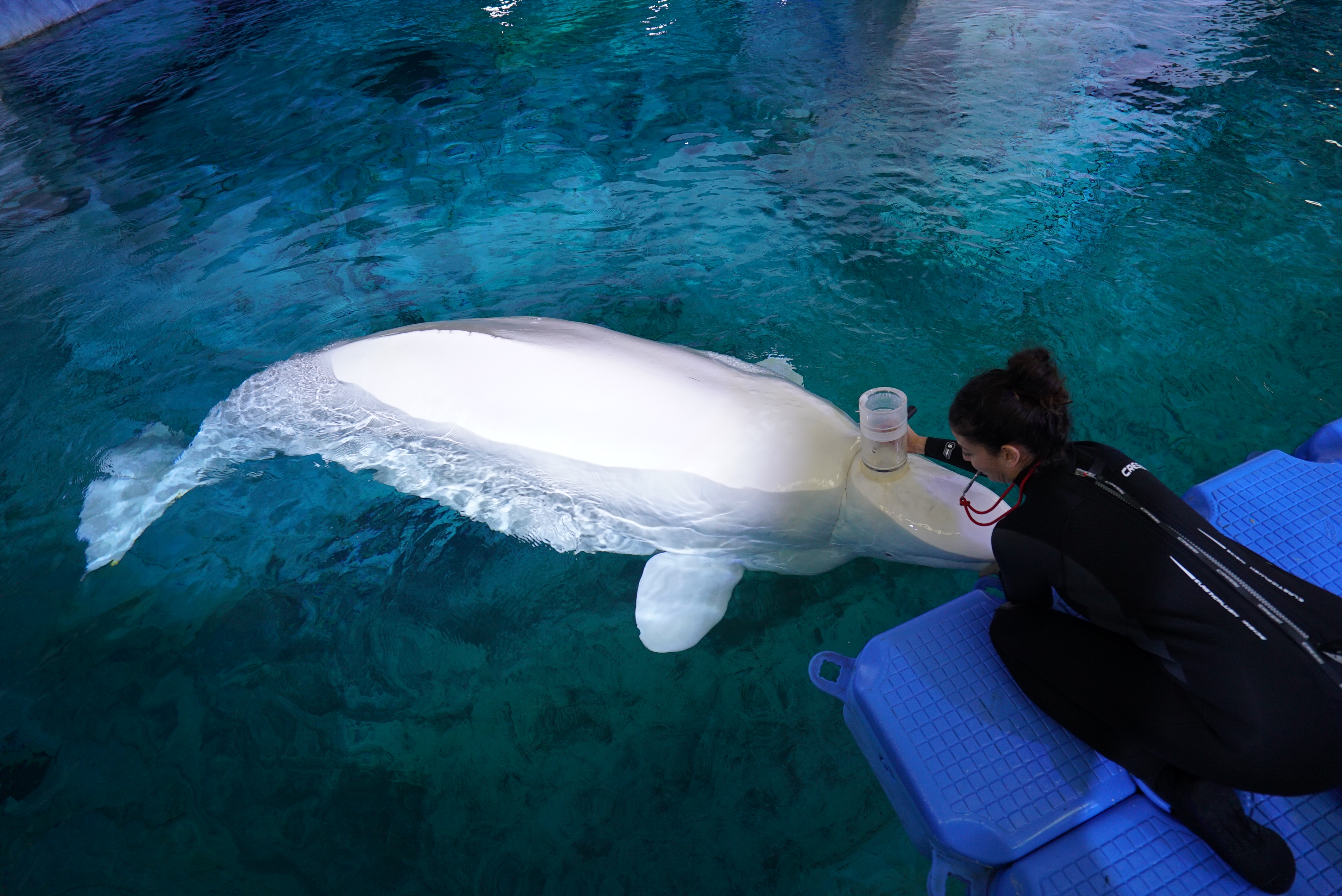 Una científica realiza una espirometría a una beluga. Imagen: Oceanogràfic