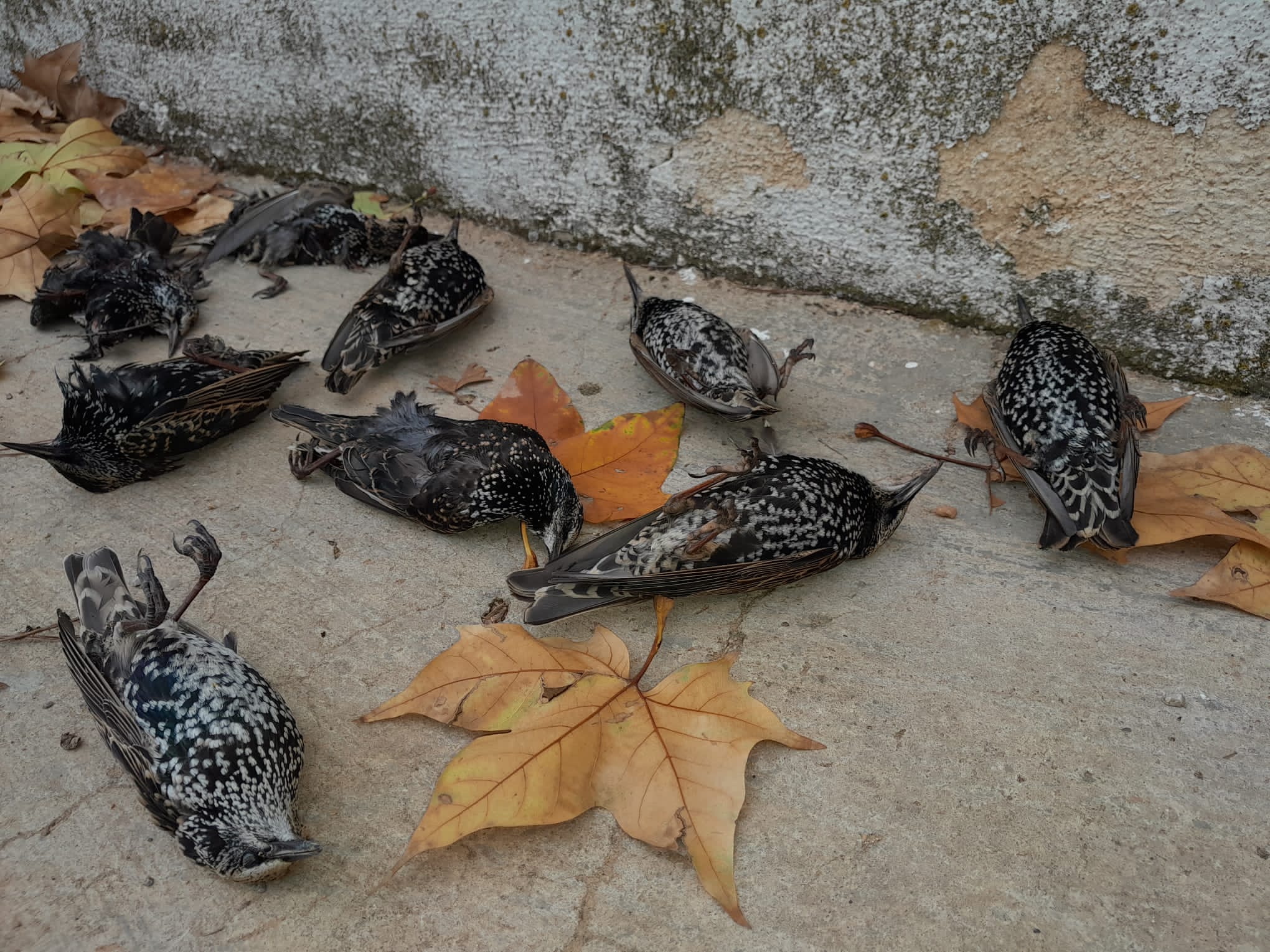 Las aves fueron halladas en Requena, Utiel y San Antonio. Foto: @AAMMRequena Foto: @AAMMRequena