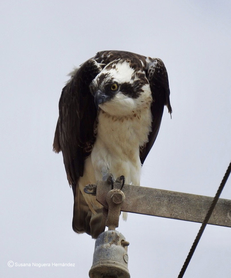 Águila pescadora en las salinas de Bonanza. Imagen: Susana Noguera Hernández