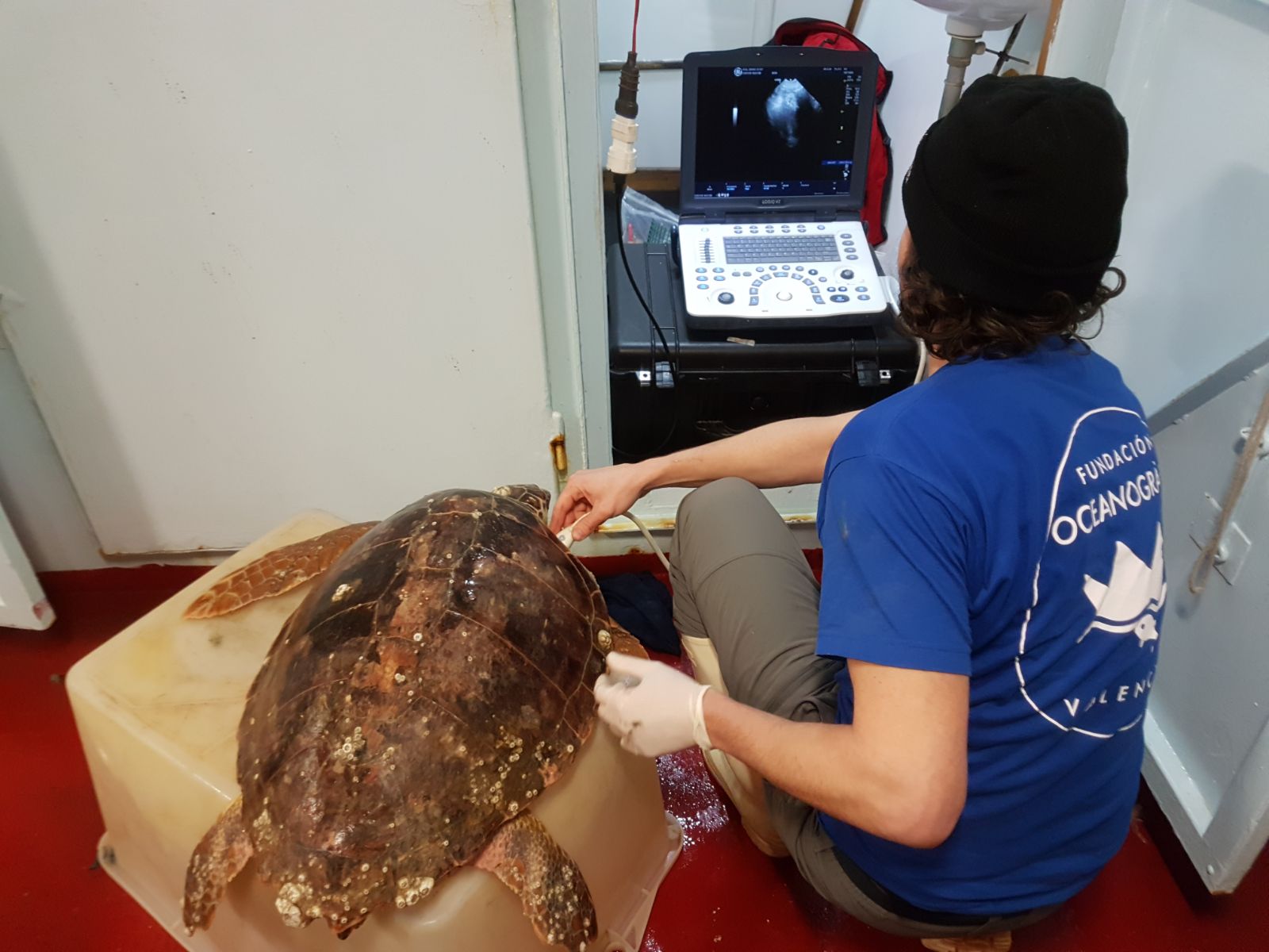 studio de la Fundación Oceanográfic de tortugas marinas en el Adriático. Imagen: Fundación Oceanogràfic