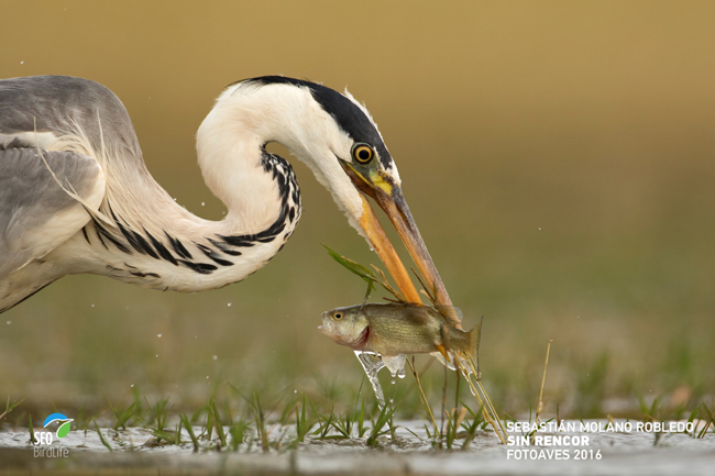 Primer Premio de FotoAves 2016, con SEO/BirdLife