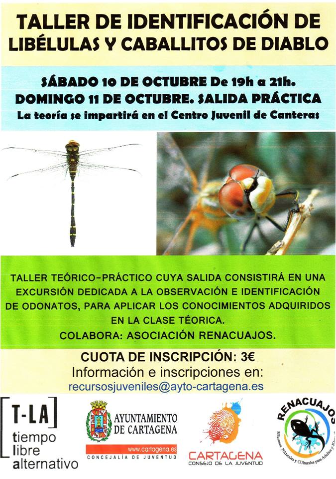 Taller de identificación de libélulas y caballitos del diablo con la asociación Renacuajos