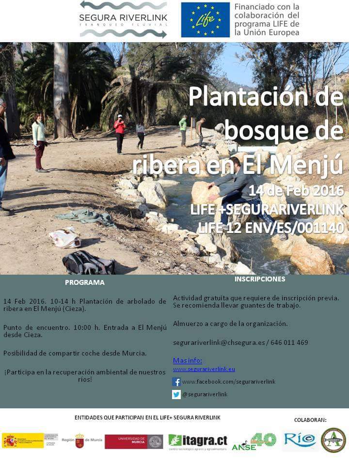 Plantación de bosque de ribera en el Menjú con el proyecto LIFE Riverlink.