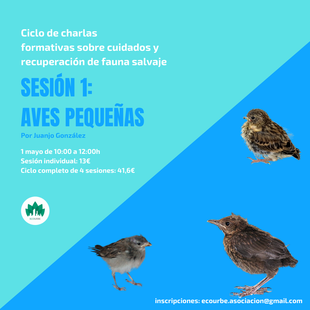 Charla sobre cuidados y recuperación de aves pequeñas, con Ecourbe
