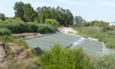 Plantación en el Río Segura con el Ayto. de Murcia.