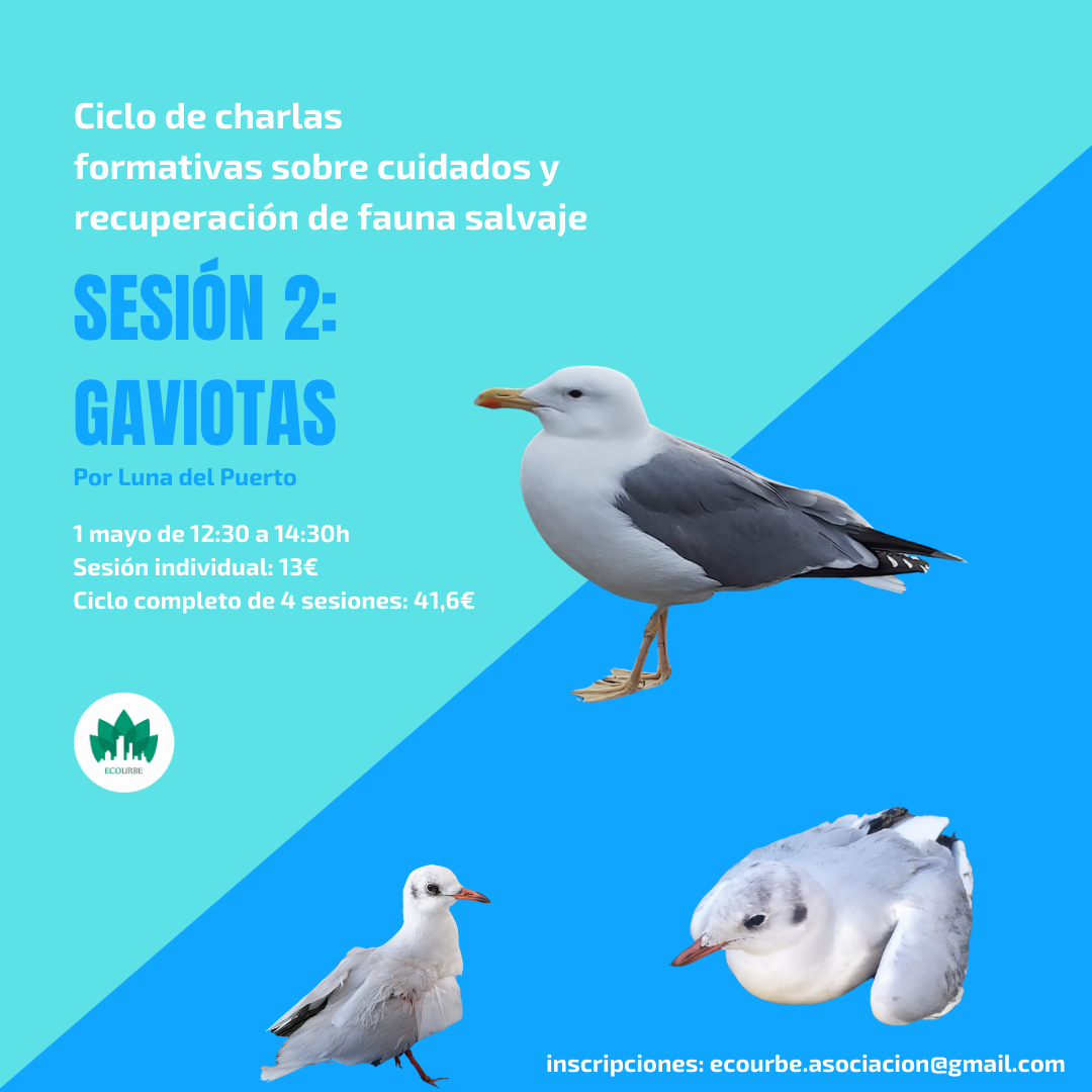 Charla sobre cuidados y recuperación de aves gaviotas, con Ecourbe