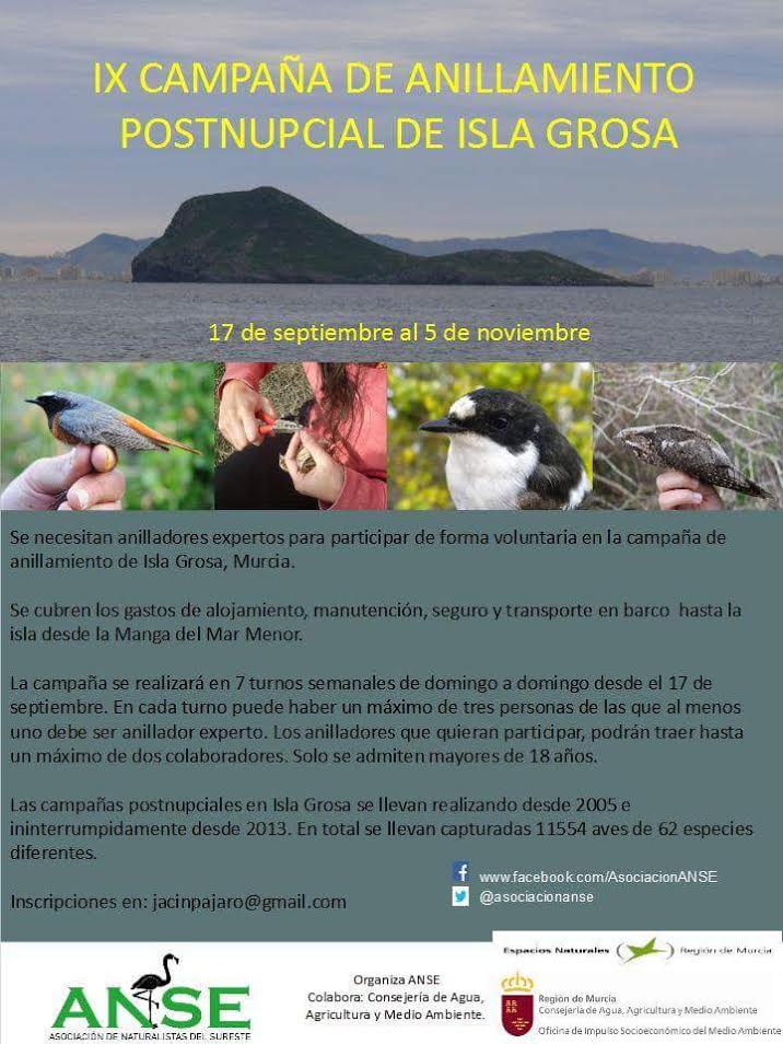 Voluntariado de anillamiento de aves en una isla, con ANSE. Voluntariado de anillamiento de aves en una isla, con ANSE