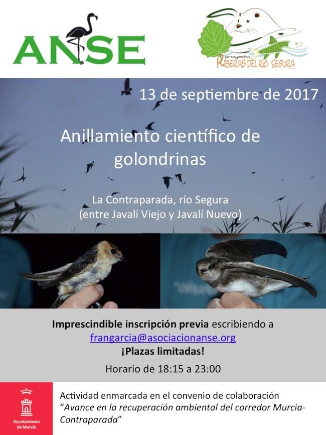 Anillamiento científico de golondrinas, con el Ayto. de Murcia