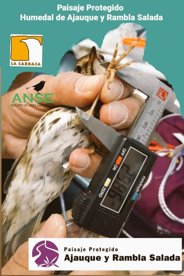 Iniciación al anillamiento científico de aves, con Asociación de Voluntarios por Rambla Salada. Iniciación al anillamiento científico de aves, con Asociación de Voluntarios por Rambla Salada