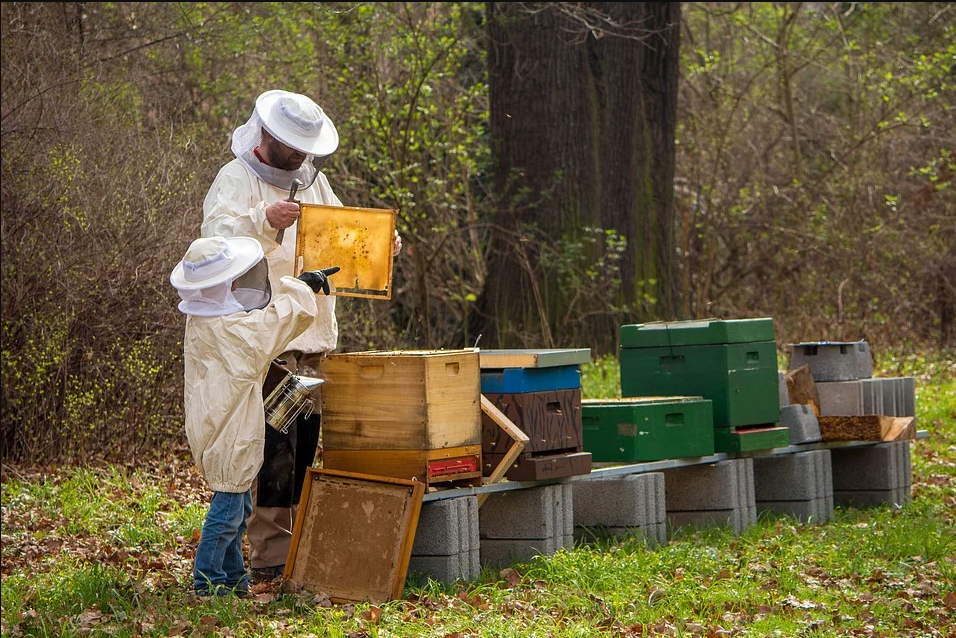 Iniciación a la apicultura tradicional y ecológica, con el CIFEA de Lorca